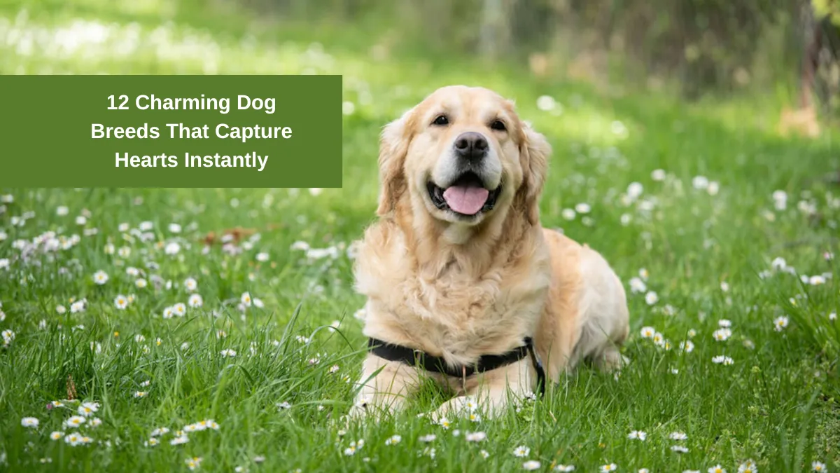 12 Charming Dog Breeds That Capture Hearts Instantly