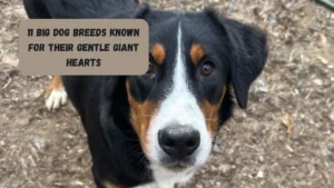 11 Big Dog Breeds Known For Their Gentle Giant Hearts