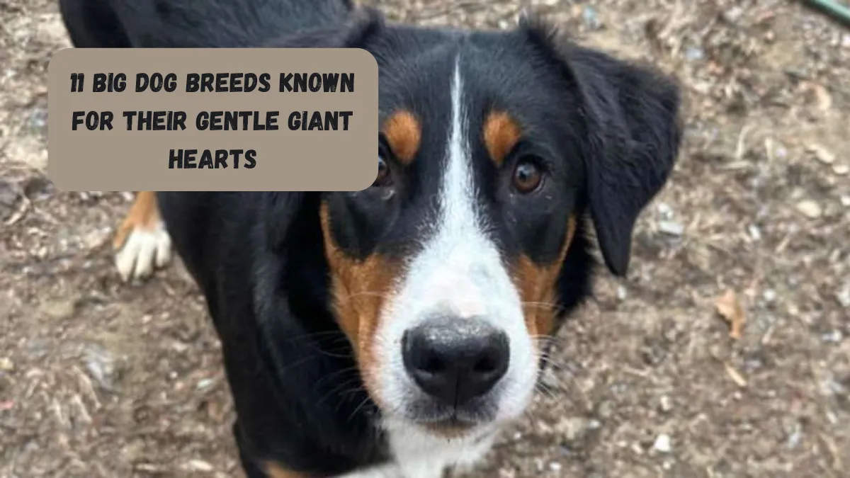 11 Big Dog Breeds Known For Their Gentle Giant Hearts