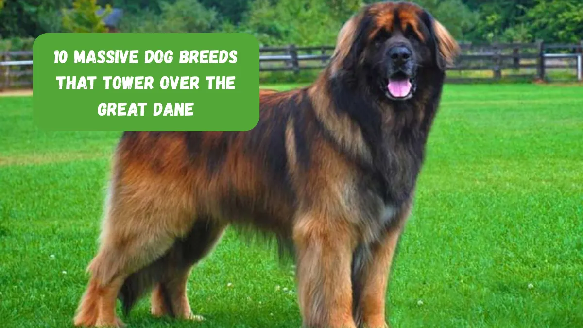 10 Massive Dog Breeds That Tower Over The Great Dane