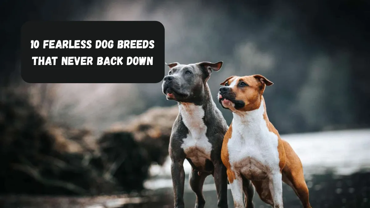 10 Fearless Dog Breeds That Never Back Down