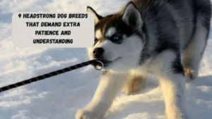 9 Headstrong Dog Breeds That Demand Extra Patience And Understanding