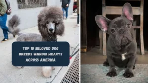 Top 10 Beloved Dog Breeds Winning Hearts Across America