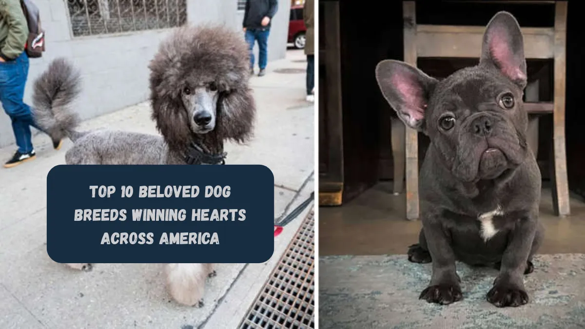 Top 10 Beloved Dog Breeds Winning Hearts Across America