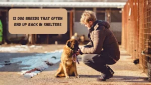 12 Dog Breeds That Often End Up Back In Shelters
