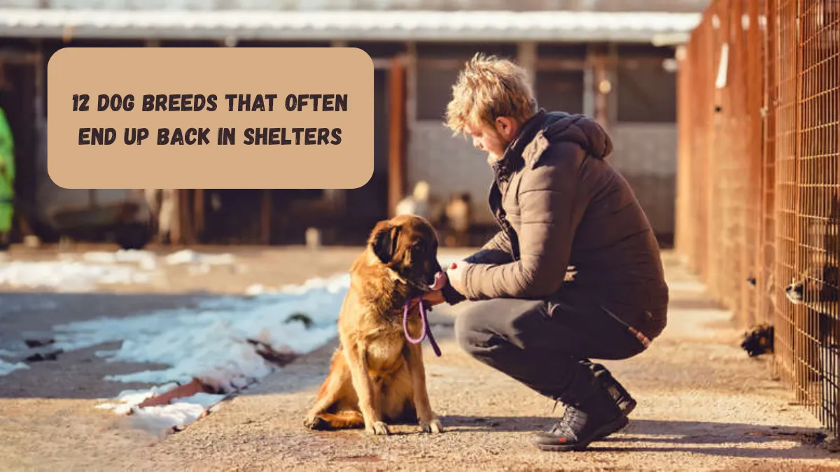 12 Dog Breeds That Often End Up Back In Shelters