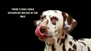 These 11 Dogs Could Outsurvive Wolves In The Wild