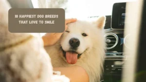 10 Happiest Dog Breeds That Love To Smile