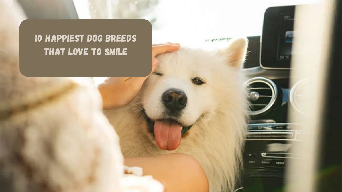 10 Happiest Dog Breeds That Love To Smile