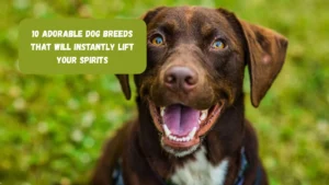 10 Adorable Dog Breeds That Will Instantly Lift Your Spirits