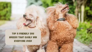 Top 11 Friendly Dog Breeds That Easily Win Everyone Over