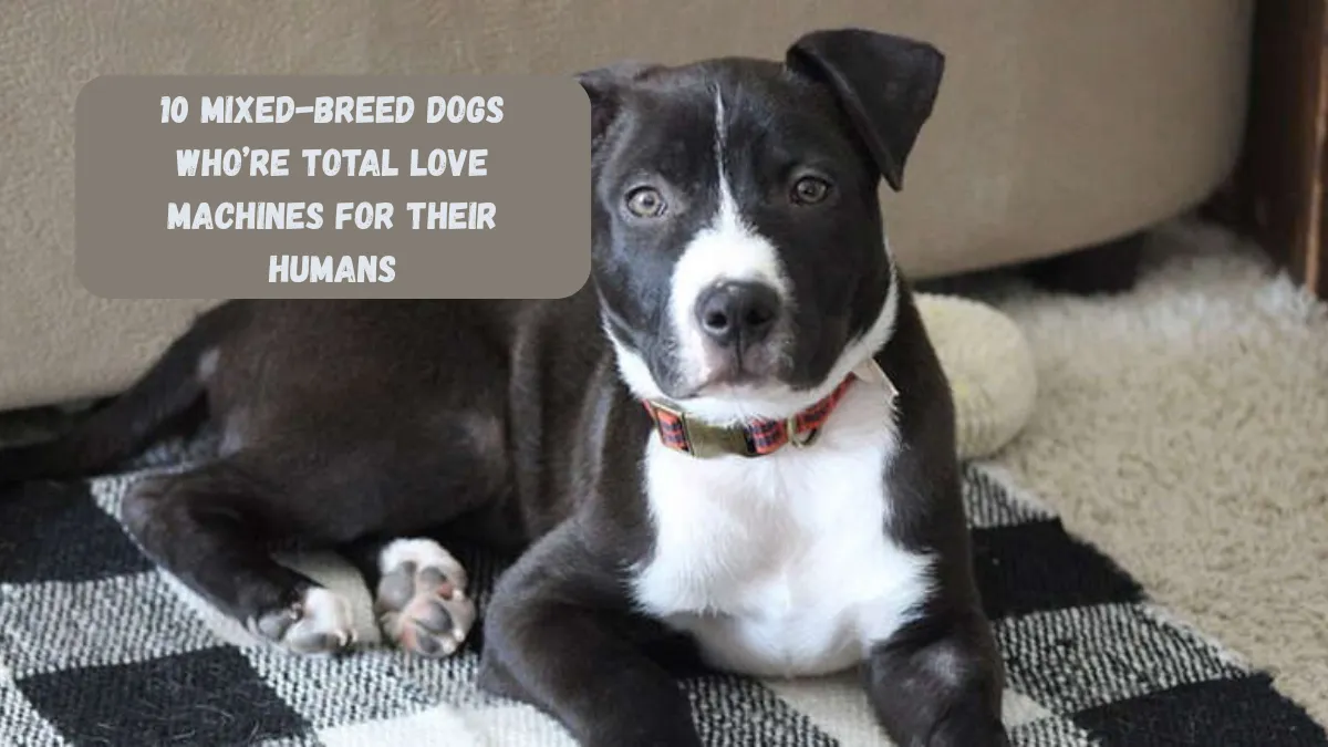 10 Mixed-breed Dogs Who’re Total Love Machines For Their Humans