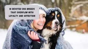 10 Devoted Dog Breeds That Overflow With Loyalty And Affection