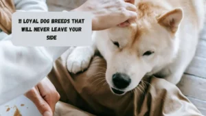 11 Loyal Dog Breeds That Will Never Leave Your Side